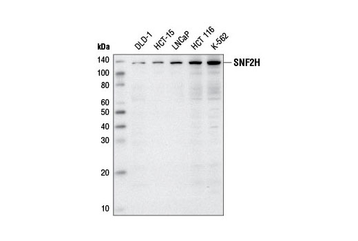 Western blot analysis of extracts from various cell lines using SNF2H Antibody.