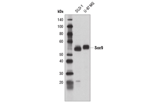 Western blot analysis of extracts from DLD-1 and U-87 MG cells using Sox9 Antibody.