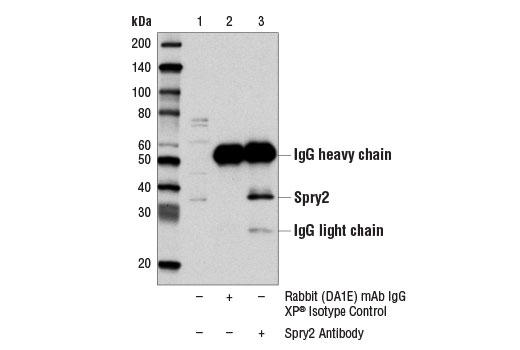 Immunoprecipitation of Spry2 from SK-MEL-28 cell extracts using Rabbit (DA1E) mAb IgG XP® Isotype Control #3900 (lane 2) or Spry2 Antibody (lane 3). Lane 1 is 10% input. Western blot analysis was performed using Spry2 Antibody.