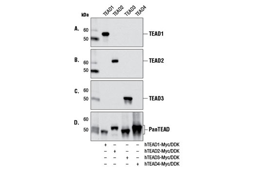 Western blot analysis of extracts from COS-7 cells transfected with a construct expressing either Myc/DDK-tagged full-length human TEAD1 (hTEAD1-Myc/DDK;+), Myc/DDK-tagged full-length human TEAD2 (hTEAD2-Myc/DDK;+), Myc/DDK-tagged full-length human TEAD3 (hTEAD3-Myc/DDK;+), or Myc/DDK-tagged full-length human TEAD4 (hTEAD4-Myc/DDK;+), using TEAD1 (D9X2L) Rabbit mAb #12292 (A), TEAD2 Antibody #8870 (B), TEAD3 Antibody (C), or Pan-TEAD (D3F7L) Rabbit mAb #13295 (D).