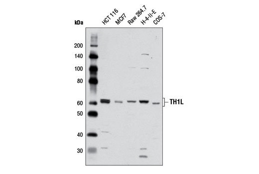 Western blot analysis of extracts from various cell lines using TH1L Antibody.