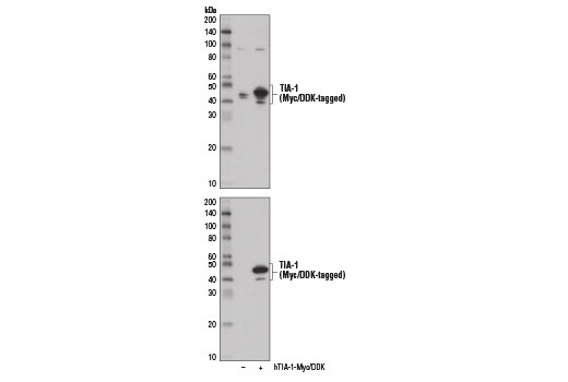 Western blot analysis of extracts from 293T cells, mock transfected (-) or transfected with a construct expressing full-length Myc/DDK-tagged human TIA-1 protein (hTIA-1-Myc/DDK; +), using TIA-1 Antibody (upper) and Myc-Tag (71D10) Rabbit mAb #2278 (lower).