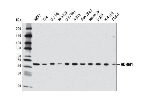  Western blot analysis of extracts from various cell lines using ADRM1 Antibody.