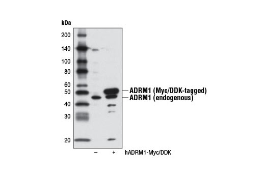  Western blot analysis of extracts from 293T cells, either mock transfected (-) or transfected with a Myc/DDK-tagged cDNA expression construct encoding full-length human ADRM1 (hADRM1-Myc/DDK, +), using ADRM1 Antibody.