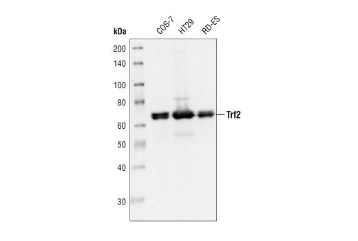 Western blot analysis of extracts from COS-7, HT29 and RD-ES cells, using Trf2 Antibody.