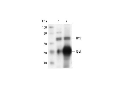 Western blot analysis of whole cell lysate (lane 1) and Trf2 immunoprecipitated from RD-ES cells (lane 2), using Trf2 Antibody.