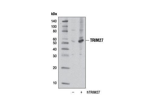 Western blot analysis of extracts from 293T cells, mock transfected (-) or transfected with a construct expressing human TRIM27 (hTRIM27; +), using TRIM27 Antibody.