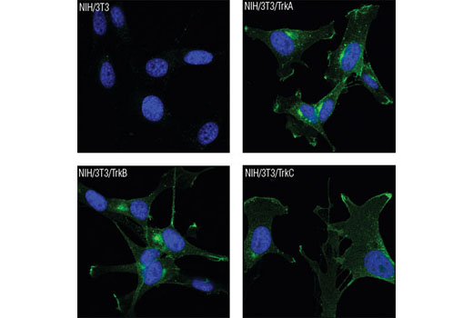 Confocal immunofluorescent analysis of NIH/3T3 cells, wild-type (upper left), NIH/3T3/TrkA (upper right), NIH/3T3/TrkB (lower left) or NIH/3T3/TrkC (lower right) using Trk (pan) (C17F1) Rabbit mAb (green). Blue pseudocolor = DRAQ5™ (fluorescent DNA dye).