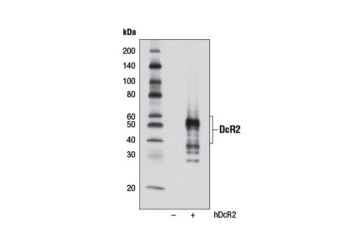 Western blot analysis of extracts from 293T cells, mock transfected (-) or transfected with a construct encoding full-length human DcR2 (hDcR2; +), using DcR2 (D13H4) Rabbit mAb.