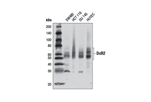 Western blot anlaysis of extracts from various cell lines using DcR2 (D13H4) Rabbit mAb.