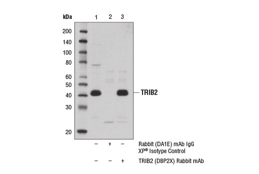 Immunoprecipitation of TRIB2 protein from UACC-62 cell extracts, using Rabbit (DA1E) mAb XP® Isotype Control #3900 (lane 2) or TRIB2 (D8P2X) Rabbit mAb (lane 3). Lane 1 is 10% input. Western blot analysis was performed using TRIB2 (D8P2X) Rabbit mAb.