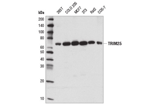 Western blot analysis of extracts from various cell lines using TRIM25 (D9T7G) Rabbit mAb.