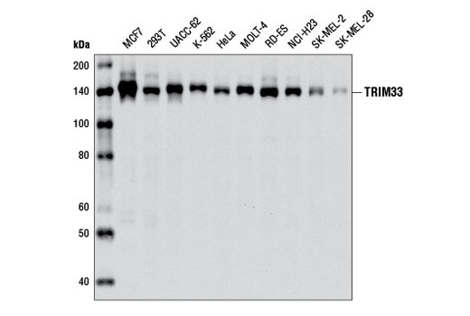 Western blot analysis of extracts from various cell lines using TRIM33 (E1N2Z) Rabbit mAb.