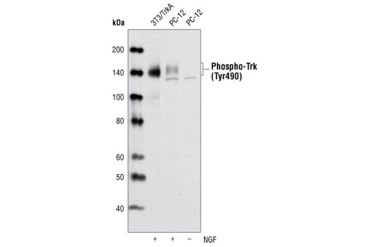 Western blot analysis of extracts from untreated or NGF-treated 3T3/TrkA and PC12 cells using Phospho-TrkA (Tyr490)/TrkB (Tyr516) (C35G9) Rabbit mAb.