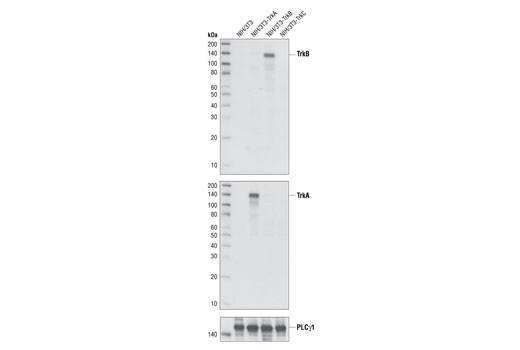 Western blot analysis of extracts from NIH/3T3, NIH/3T3-TrkA, NIH/3T3-TrkB and NIH/3T3-TrkC cells, using TrkB Antibody (upper), TrkA Antibody #2505 (middle) and PLCγ1 Antibody #2822 (lower).