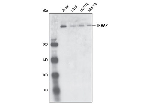 Western blot analysis of extracts from various cell lines using TRRAP (D2966) Antibody.
