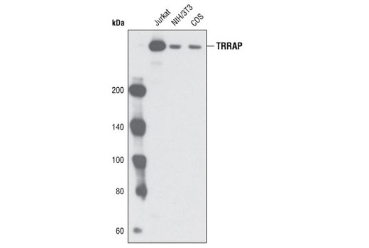 Western blot analysis of cell lysates from Jurkat, NIH/3T3 and COS cells using TRRAP (P2032) Antibody.
