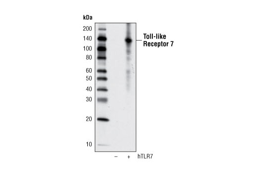 Western blot analysis of extracts from 293T cells, mock transfected (-) or transfected with human TLR7 (+), using Toll-like Receptor 7 (D7) Rabbit mAb.