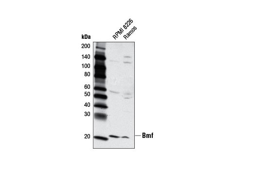 Western blot analysis of extracts from RPMI 8226 and Ramos cells using Bmf (G81) Antibody.