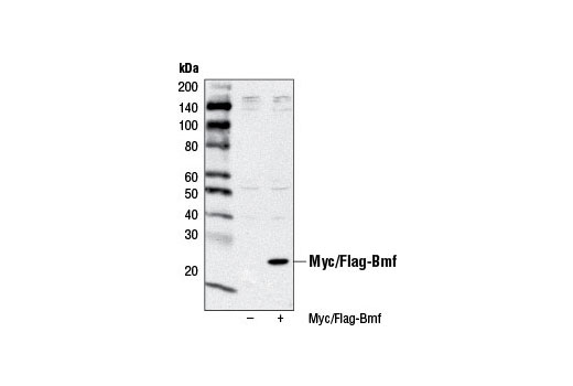 Western blot analysis of extracts from 293T cells, mock transfected (-) or transfected with Myc/Flag-tagged Bmf (+), using Bmf (G81) Antibody.