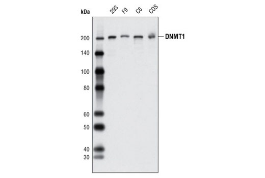 Western blot analysis of extracts from various cell lines using DNMT1 (D59A4) Rabbit mAb.