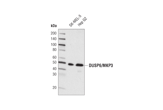 Western blot analysis of extracts from various cells using DUSP6/MKP3 Antibody.