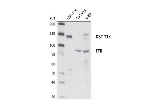 Western blot analysis of recombinant GST-TTK (#7655) and extracts from OVCAR8 and K562 cell lines using TTK Antibody.