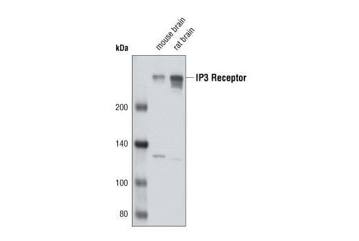 Western blot analysis of extracts from mouse and rat brain using IP3 Receptor Antibody.