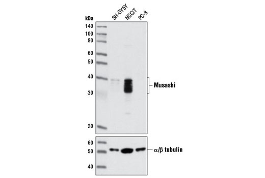 Western blot analysis of extracts from SH-SY5Y, NCCIT, and PC-3 cells using Musashi-1 (D46A8) XP ® Rabbit mAb (upper) and α/β-Tubulin Antibody #2148 (lower).