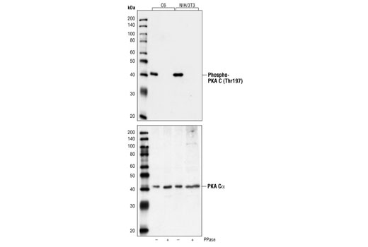 Western blot analysis of extracts from C6 and NIH/3T3 cells, untreated or treated with lambda phosphatase (PPase), using Phospho-PKA C (Thr197) Antibody (upper) or PKA C-alpha Antibody #4782 (lower).