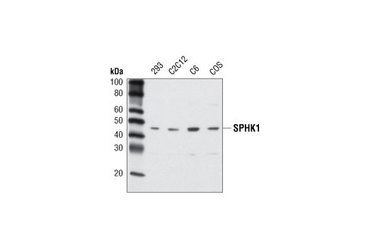 Western blot analysis of extracts from various cell lines using SPHK1 Antibody.