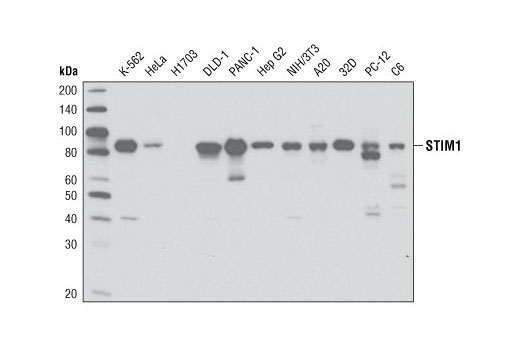 Western blot analysis of extracts from various cell lines using STIM1 (G555) Antibody.