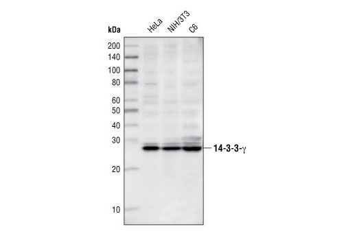 Western blot analysis of extracts from HeLa, NIH/3T3, and C6 cells using 14-3-3 γ Antibody.
