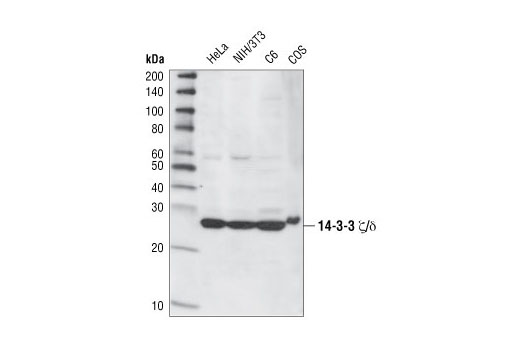 Western blot analysis of extracts from HeLa, NIH/3T3, C6 and COS cells using 14-3-3 zeta/delta Antibody.