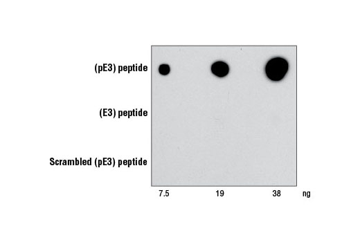 β-Amyloid (pE3 Peptide) Antibody specificity is demonstrated using peptide dot blot. β-Amyloid (pE3 Peptide) Antibody binds to pre-coated β-amyloid (pE3) peptide but not to β-amyloid (E3) peptide or scrambled β-amyloid (pE3) peptide.