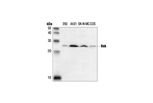 Western blot analysis of extracts from 293, A431 and SK-N-MC (human) cells and COS (monkey) cells, using Bak Antibody.