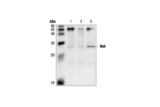 Immunoprecipitation of Bak from HeLa cell extracts, using Bak Antibody. Lane 1 is antibody alone, lane 2 is the lysate with protein A beads (negative control) and lane 3 is antibody plus lysate.