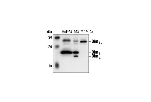 Western blot analysis of extracts from HuT-78, 293, and MCF-10a cells, showing the three major isoforms of Bim, using the Bim Antibody