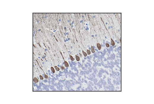Immunohistochemical analysis of paraffin-embedded mouse brain using Calbindin Antibody.