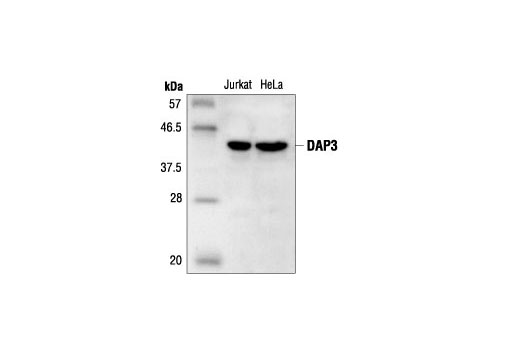 Western blot analysis of extracts from Jurkat and HeLa cells, using DAP3 Antibody.