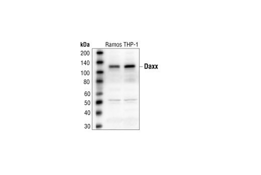 Western blot analysis of extracts from Ramos and THP-1 cells, using Daxx Antibody.