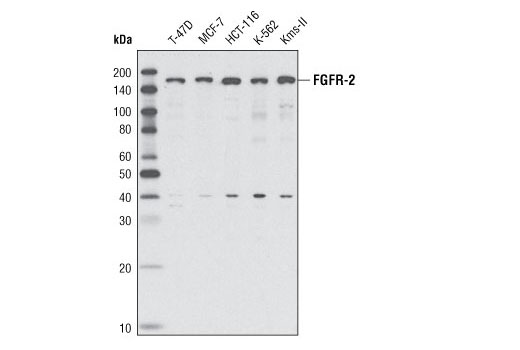 Western blot analysis of extracts from various cell lines using FGF Receptor 2 Antibody.