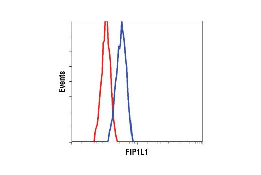 Flow cytometric analysis of untreated NIH/3T3 cells, using FIP1L1 antibody (blue) compared to a nonspecific negative control antibody (red).