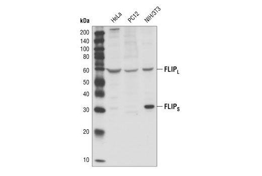 Western blot analysis of extracts from HeLa (human), PC12 (rat) and NIH/3T3 (mouse) cell lines, using FLIP Antibody.