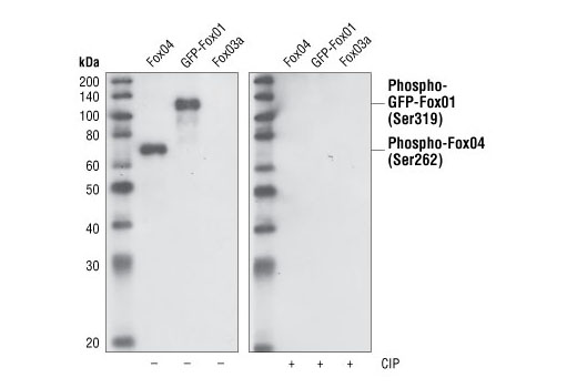 Western blot analysis of extracts from serum-treated COS-7 cells exogenously expressing FoxO4 or Fox03a, using Phospho-FoxO1 (Ser319)/FoxO4 (Ser262) Antibody. The phospho-specificity of the antibody was verified by treating the membrane with (+) or without (-) calf intestinal phosphatase (CIP) after Western transfer.