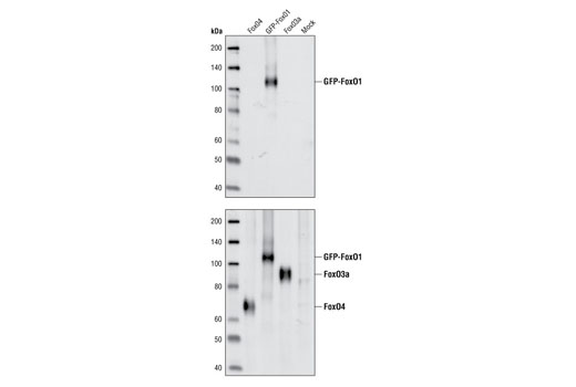 Western blot analysis of extracts from COS-7 cells transfected with FoxO4, GFP-FoxO1, FoxO3a or extracts from untransfected COS-7 cells (mock), using FoxO1 (76E10) Rabbit mAb (upper) or FoxO4 (#9472), FoxO1 (#9462) and FoxO3a (#9467) (lower).