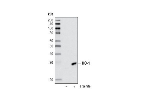 Western blot analysis of HeLa cells, untreated or arsenite-treated, using HO-1 (P109) Antibody.