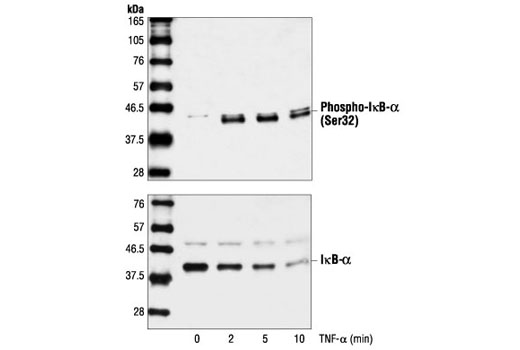 Western blot analysis of extracts from HeLa cells treated with TNF-alpha for the indicated times, using Phospho-IkappaB-alpha (Ser32) Antibody (upper) or IkappaB-alpha Antibody #9242 (lower).