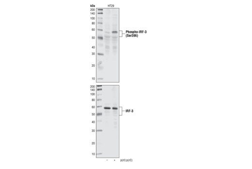 Western blot analysis of extracts from HT29 untreated, or 1 hour post-transfection with poly(rI):poly(rC) using Phospho-IRF-3 (Ser396) Antibody (top) or total IRF-3 Antibody #4962 (bottom).