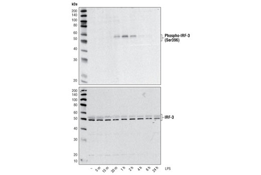 Western blot analysis of extracts from THP-1 cells, differentiated with TPA (#9905, 80 nM for 24h) and treated with 1 μg/ml LPS for the indicated times, using Phospho-IRF-3 (Ser396) (4D4G) Rabbit mAb #4947 (upper) and IRF-3 Antibody (lower).